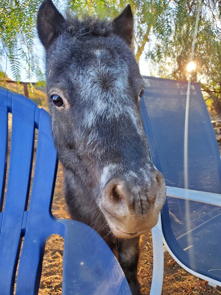 Grey and black horse peeking out from behind blue chairs